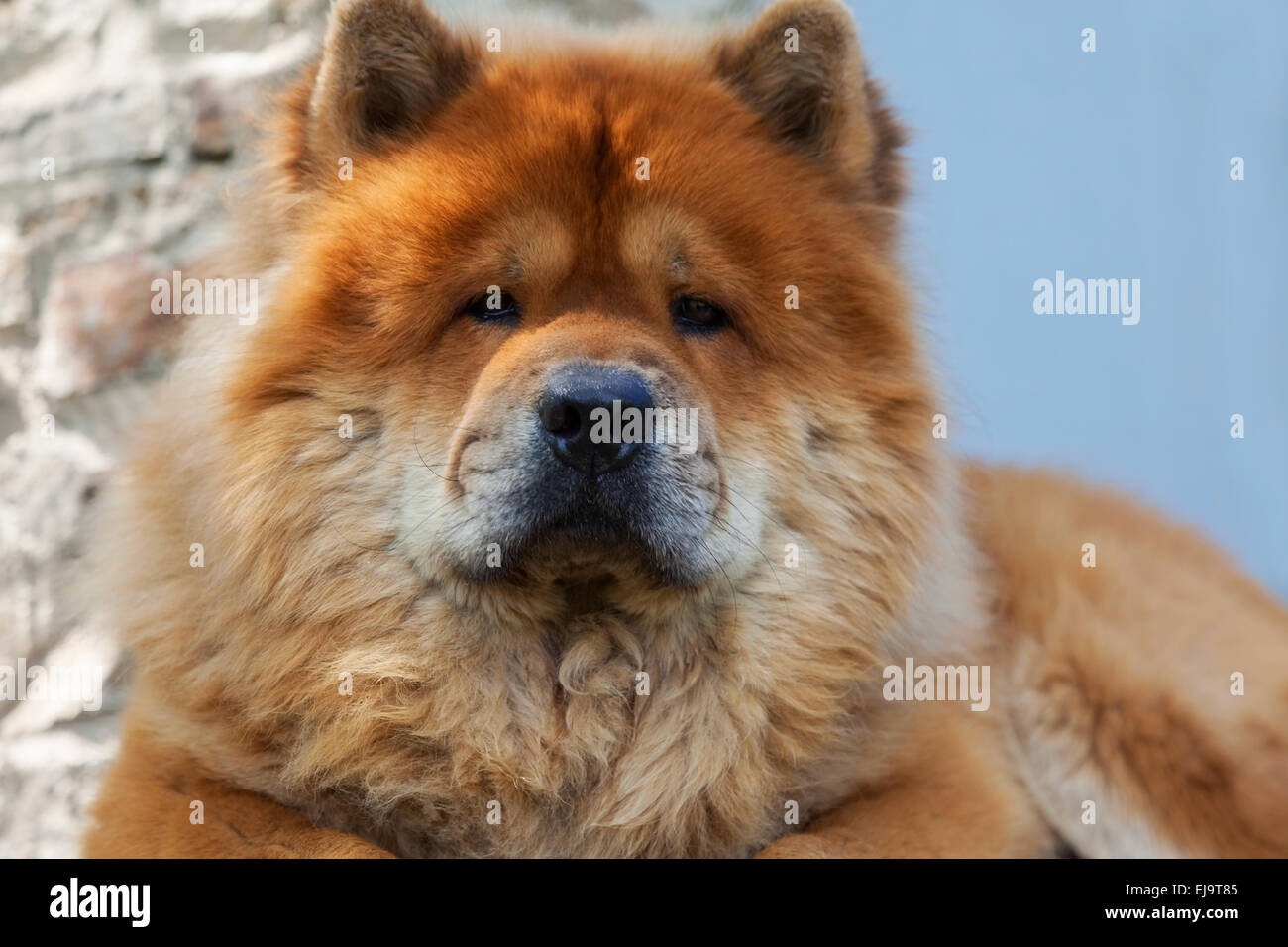 guard breed of dog chow-chow Stock Photo