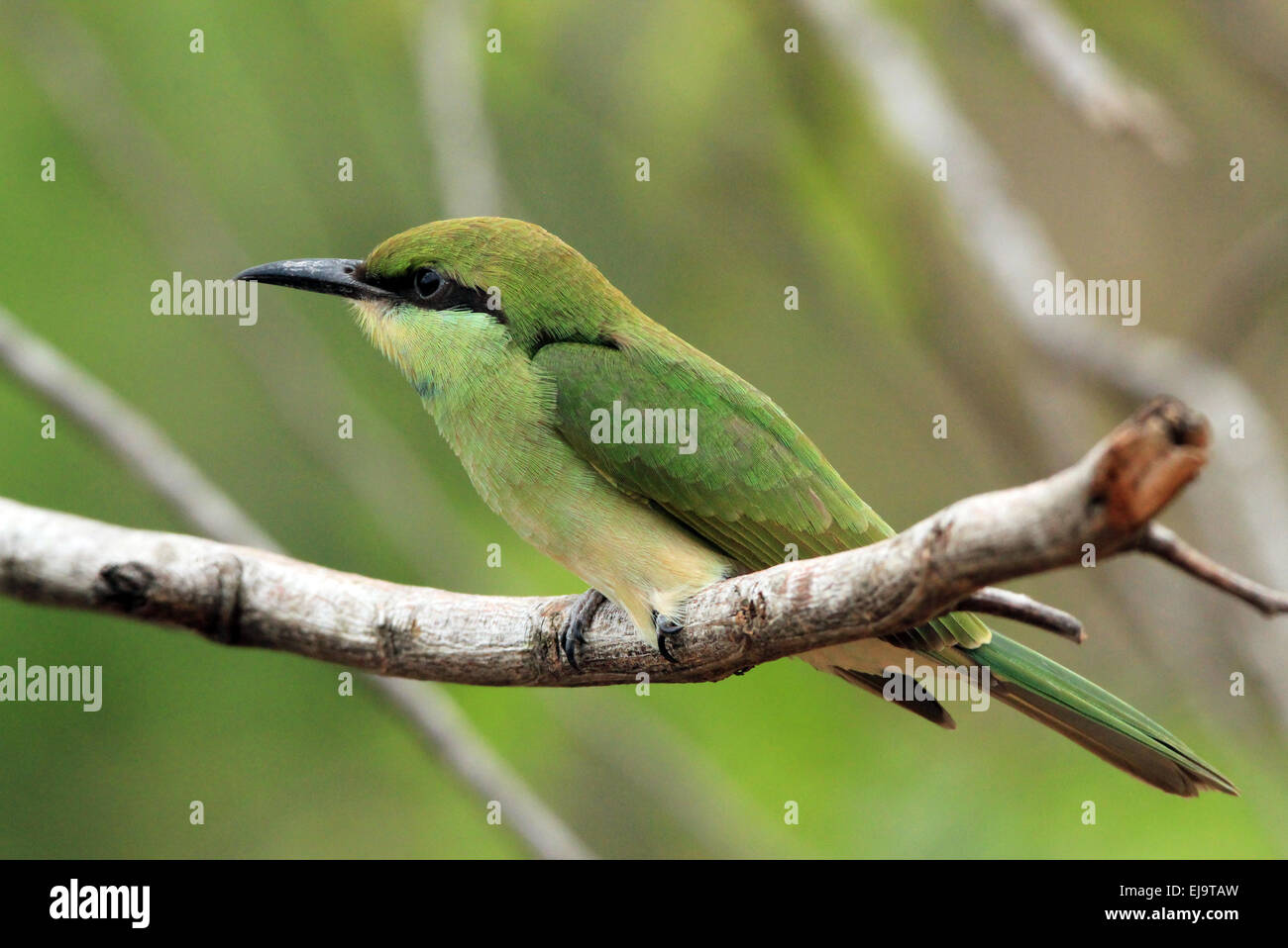 Sri lankan bee eater hi-res stock photography and images - Alamy