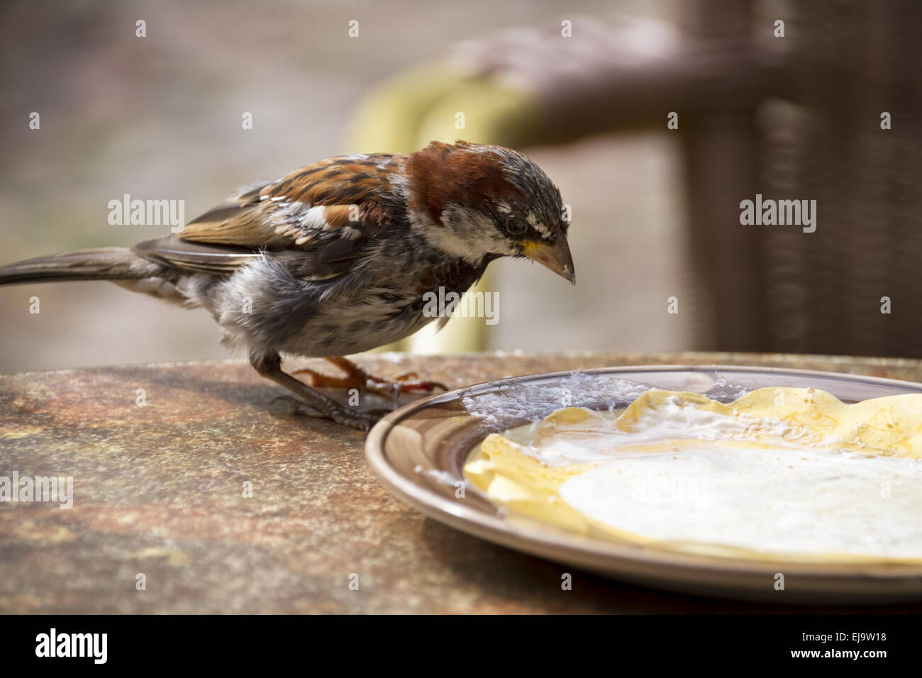 Plates sparrow hi-res stock photography and images - Alamy