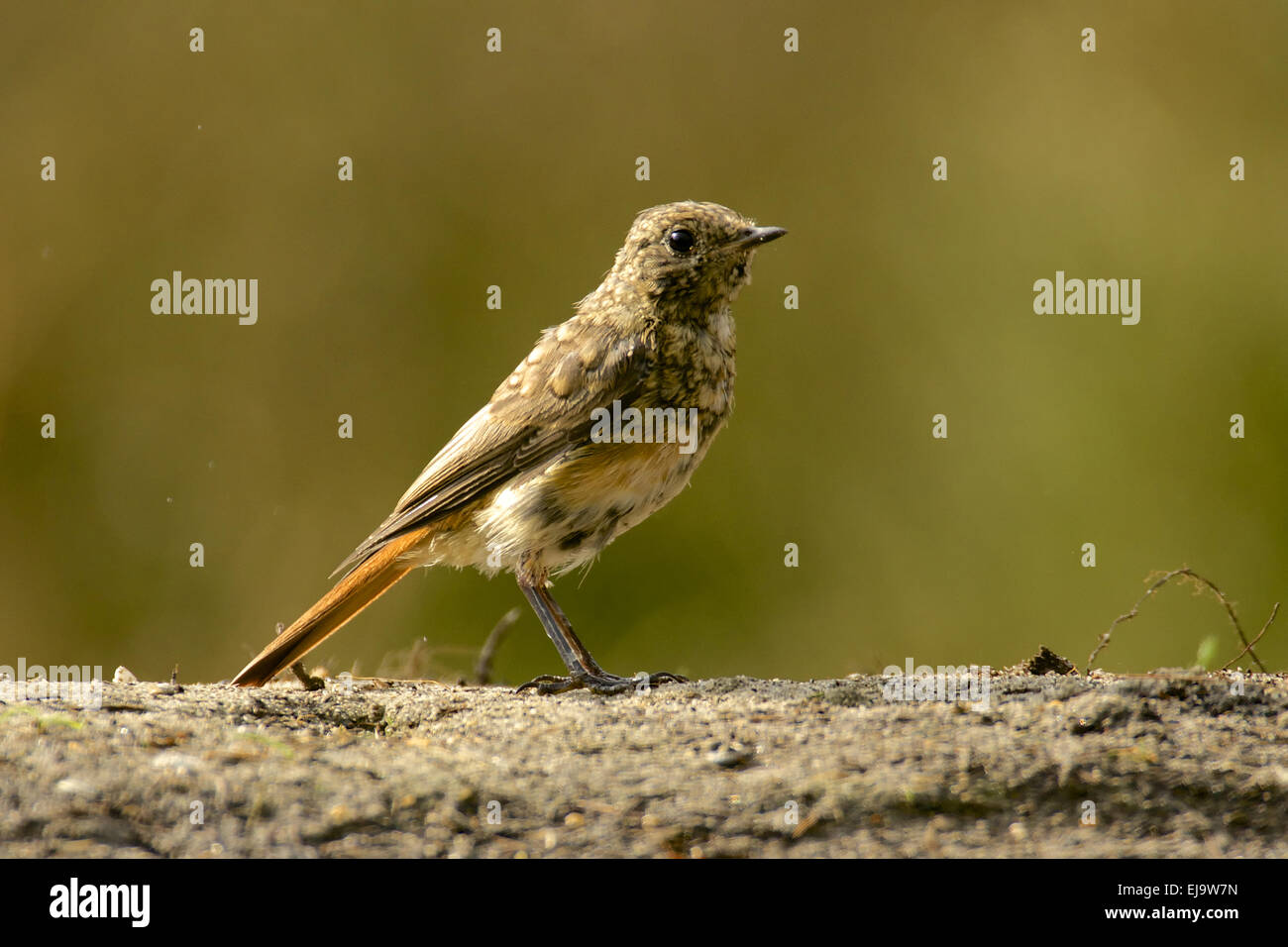 Common Redstart Stock Photo