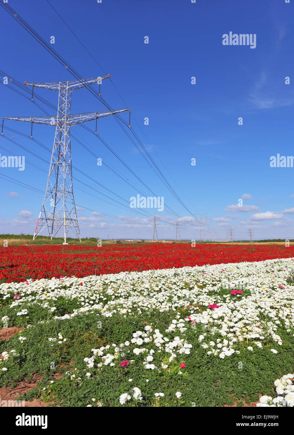Along fields huge electric mains are built Stock Photo