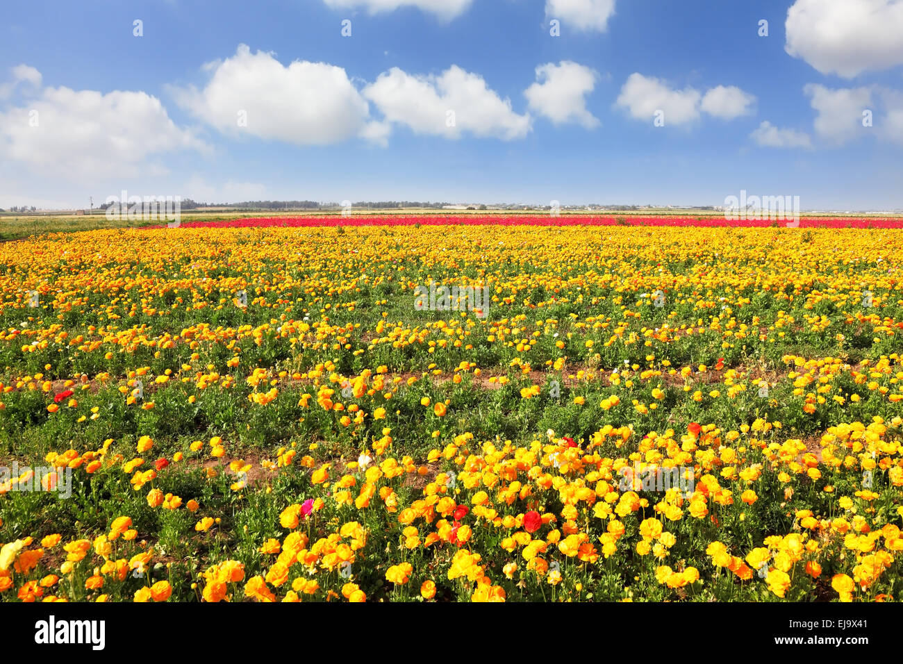 Field of yellow flowers hi-res stock photography and images - Alamy