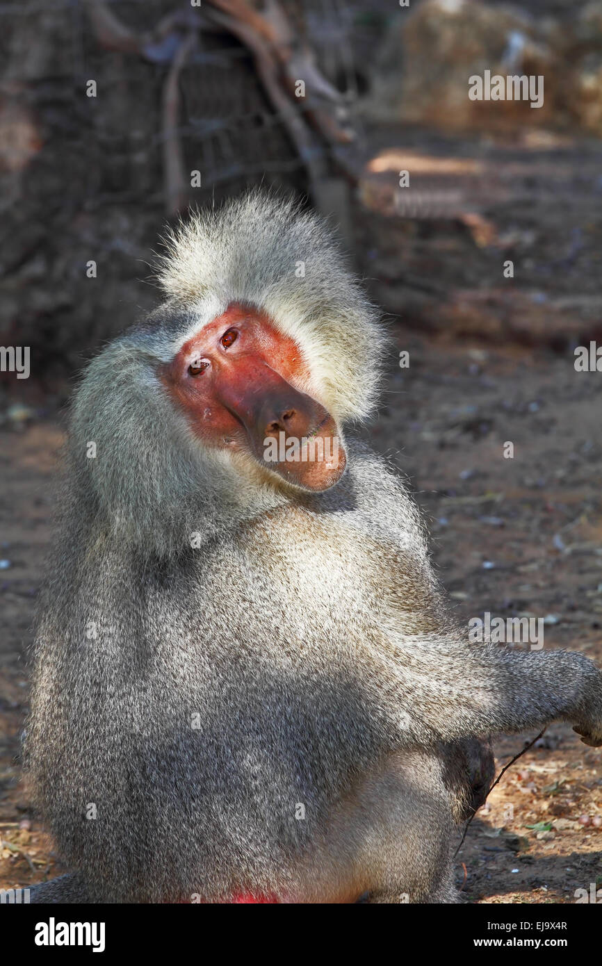 The silvery baboon  poses for spectators Stock Photo