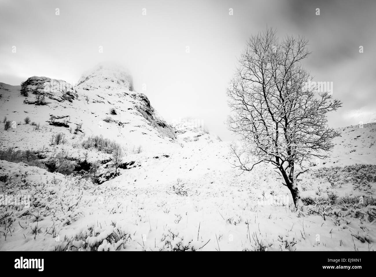 Tree at the foot of the Three Sisters of Glen Coe after some heavy snowfall Stock Photo