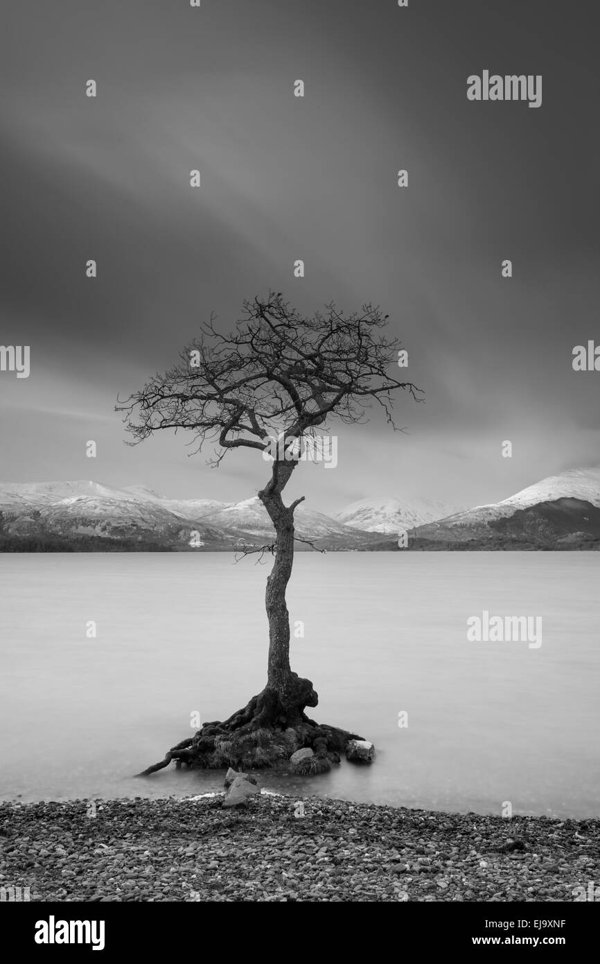 The famous tree at Milarrochy Bay on the eastern shores of Loch Lomond. Stock Photo