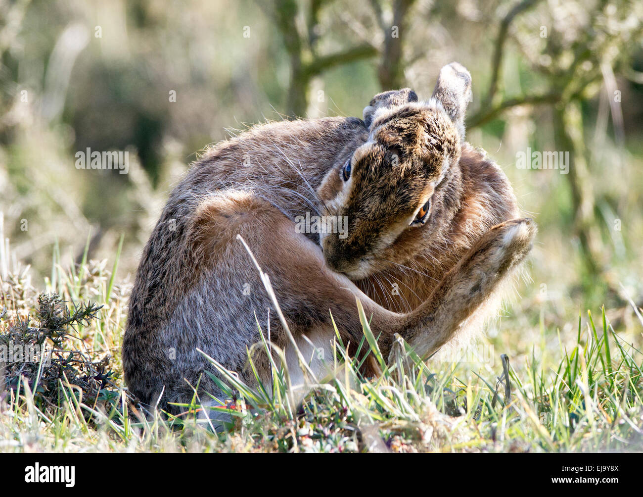 Brown Hare [common hare] Lepus europaeus washing back foot Stock Photo