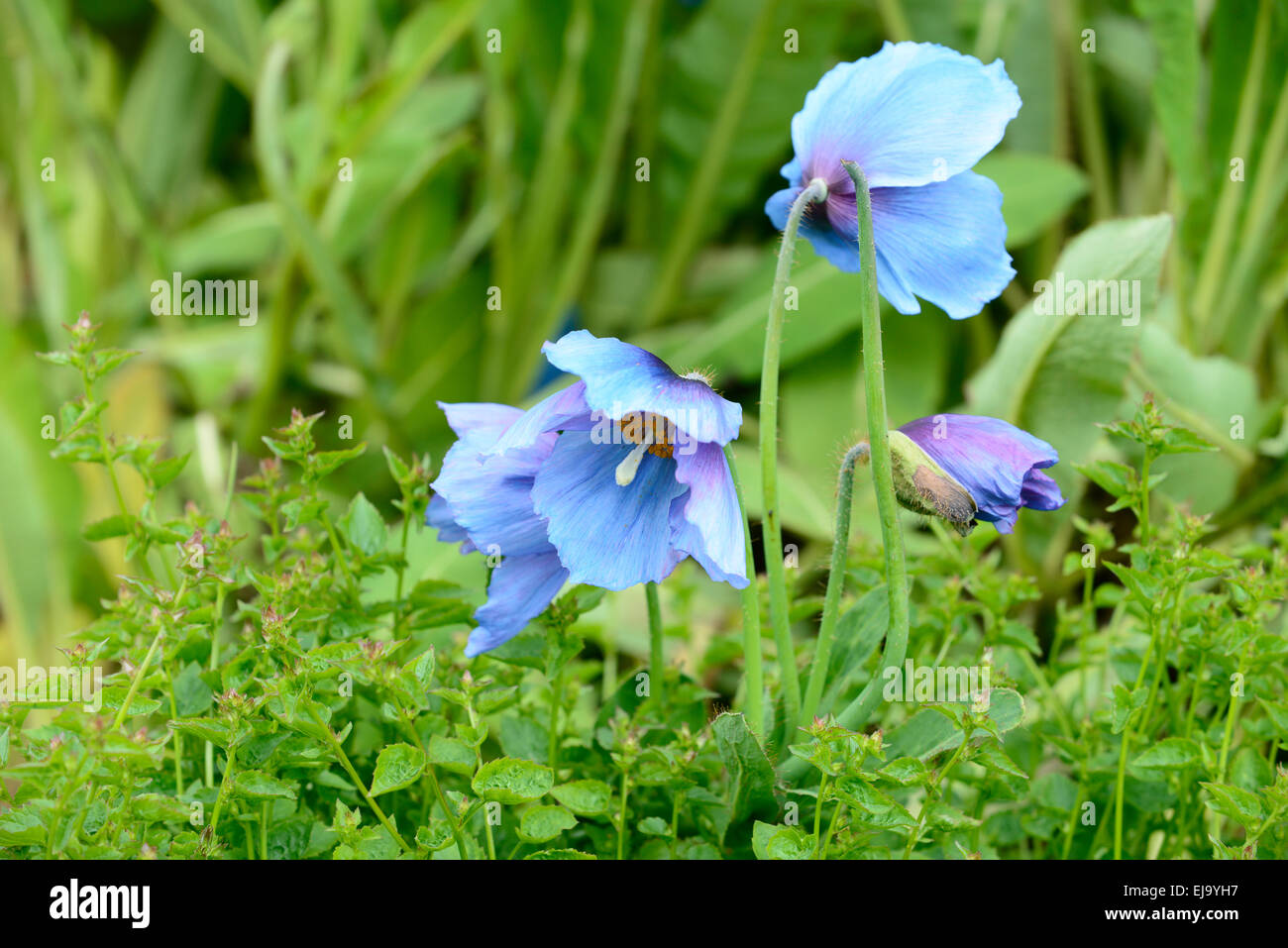 Flowering blue poppy, Meconopsis Stock Photo