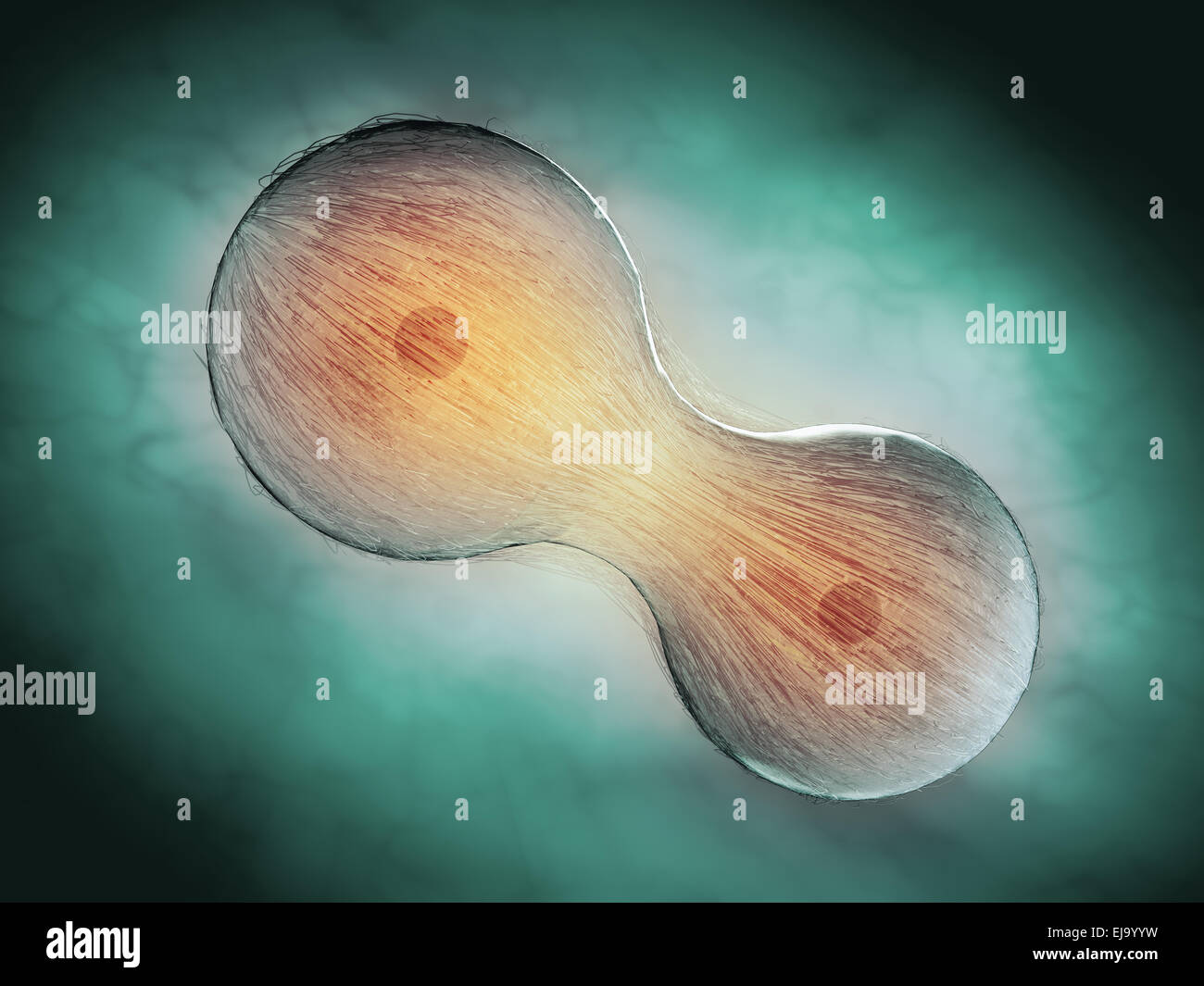 Cell division through mitosis - scientific illustration Stock Photo