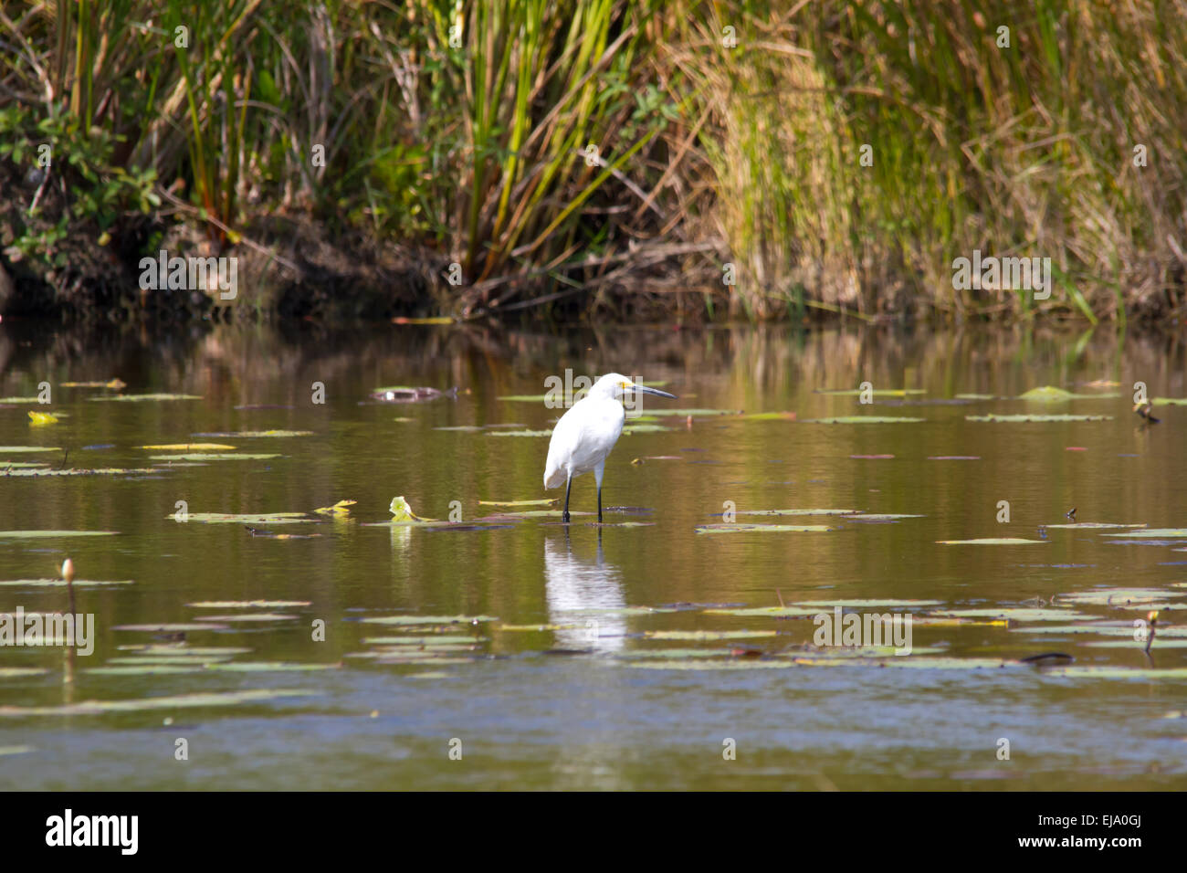 Snowy Egret (Egretta thula Stock Photo - Alamy
