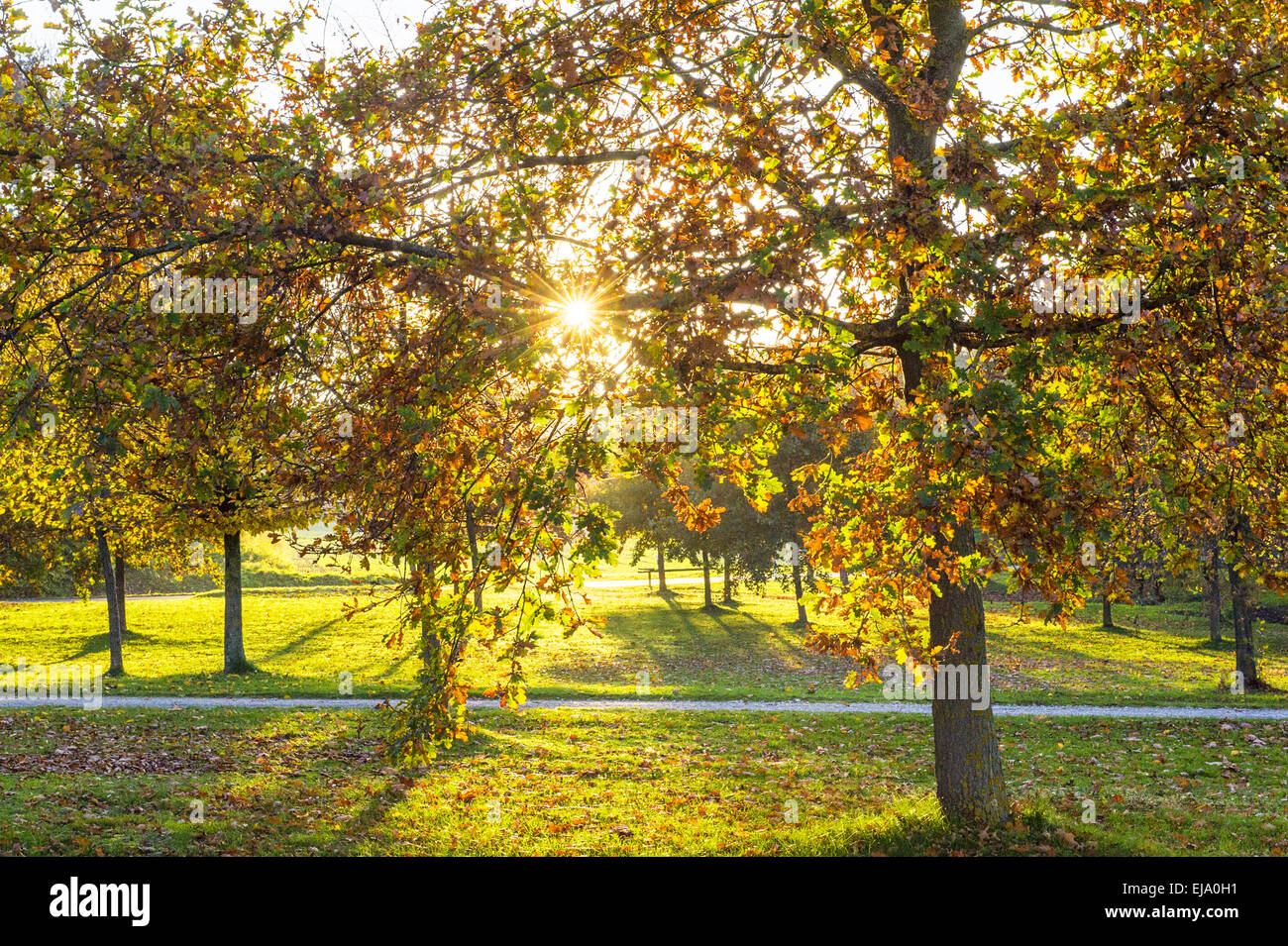 Autumn leaves in backlight Stock Photo - Alamy