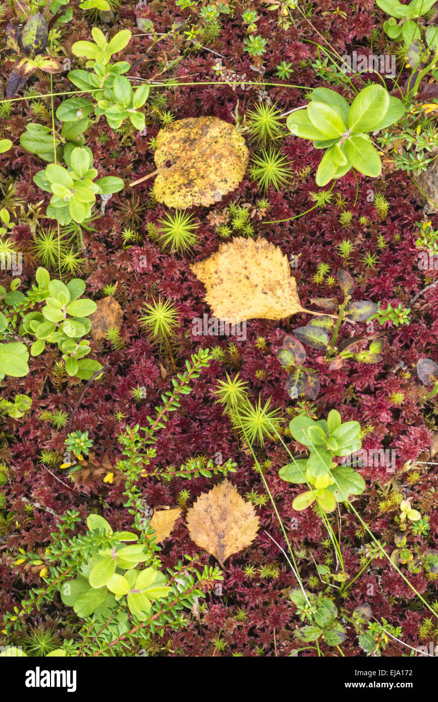 forest floor, Muddus NP, Lapland, Sweden Stock Photo