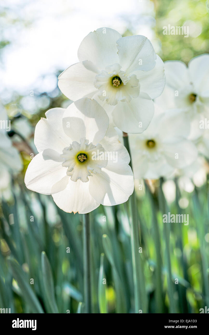 White narcissus, white daffodils, Close Up Stock Photo
