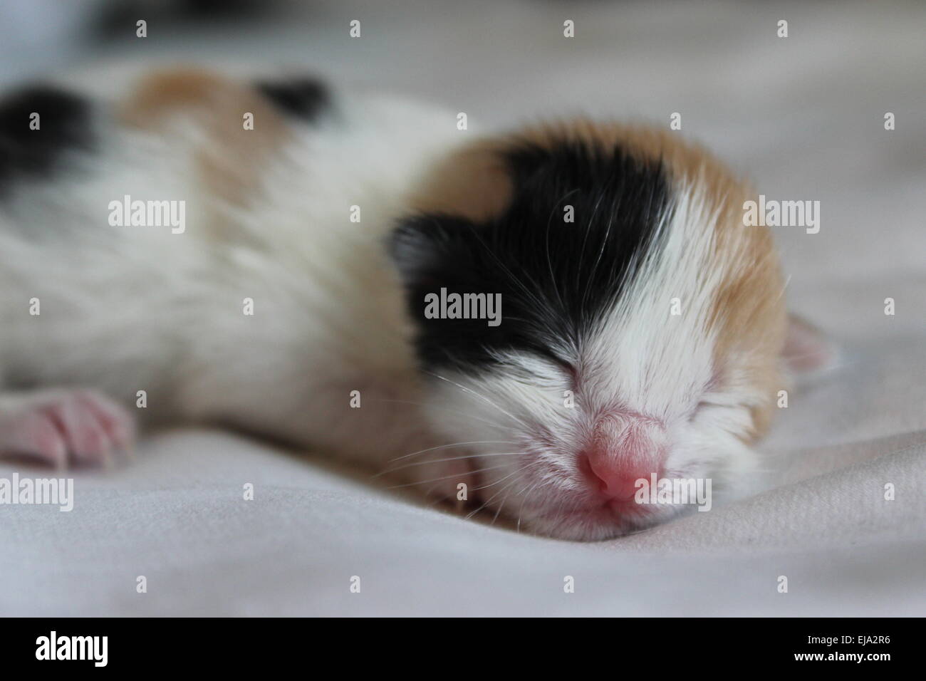 Newborn Calico Kitten Stock Photo