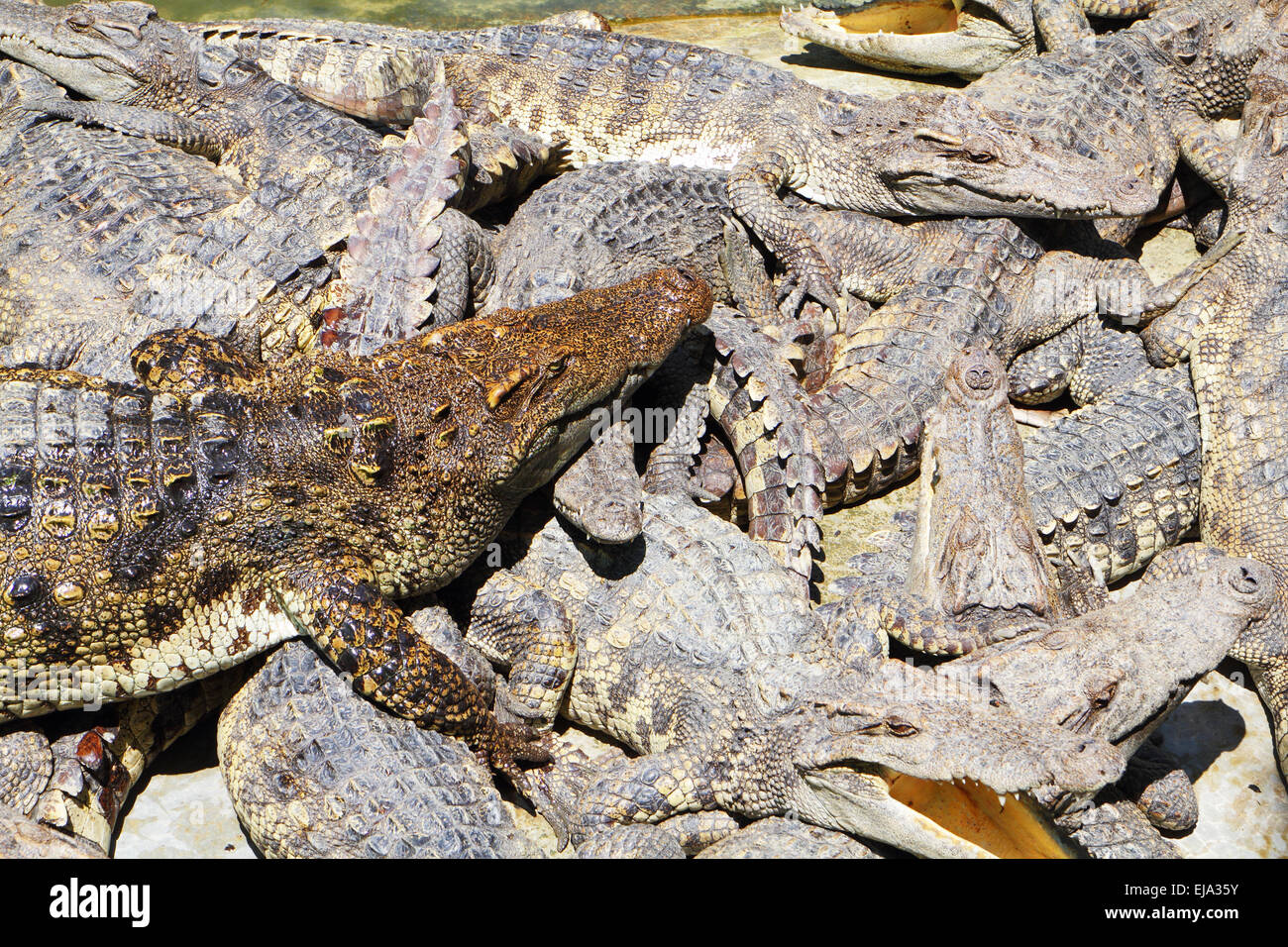 A well-fed predatory crocodiles Stock Photo