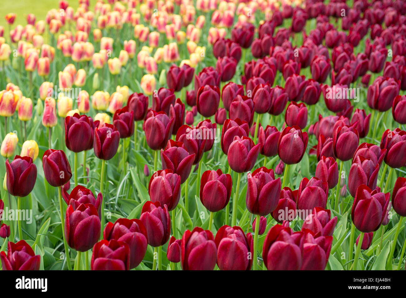 Bedding of colorful spring flowers, Colorful bedded spring flower arrangement with burgundy red tulips (Tulipa) Stock Photo