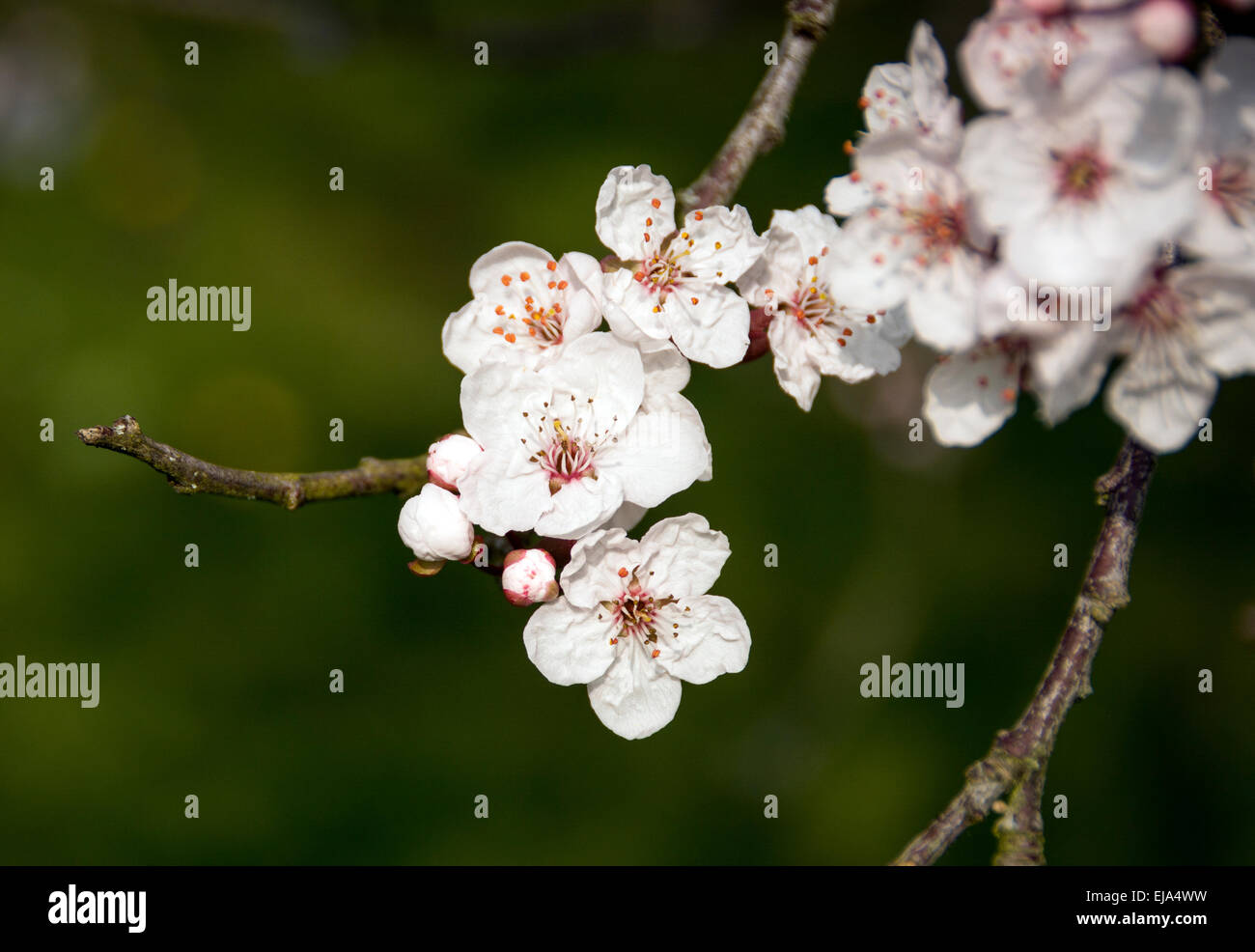 A spray of cherry blossom flowers on an ornamental tree Stock Photo Alamy