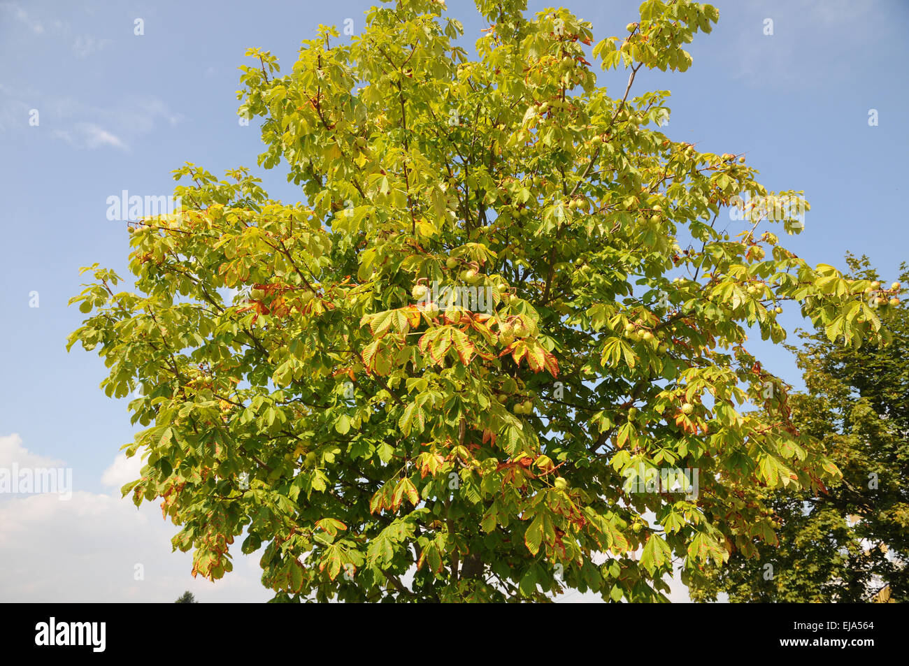Conca Tree Conkertree hi-res stock photography and images - Alamy