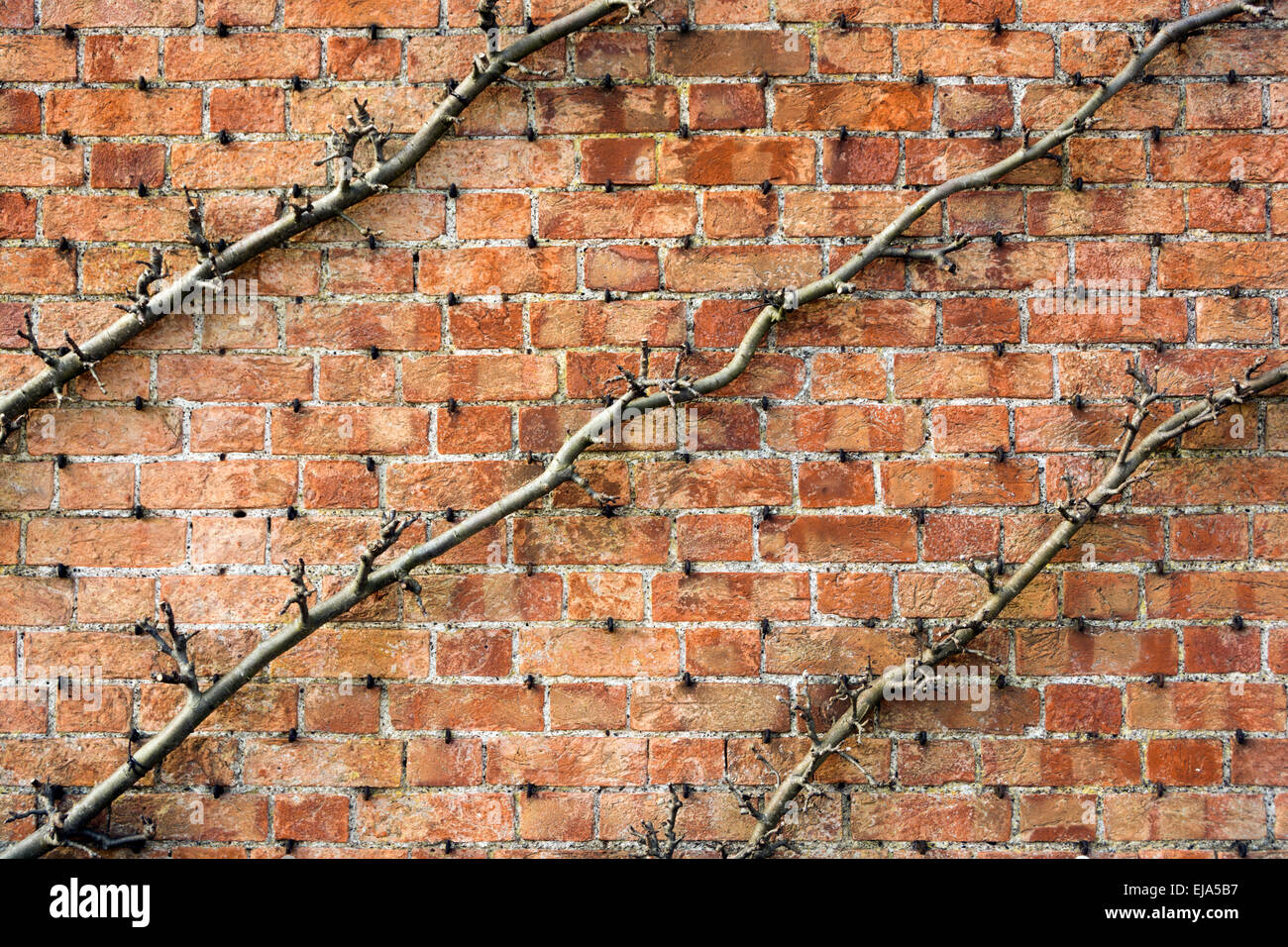 Diagonal espaliered or cordoned fruit trees showing the first spring ...
