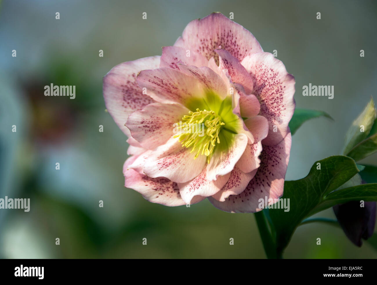 Pink single open flower of Hellebore or Lenten Rose Stock Photo