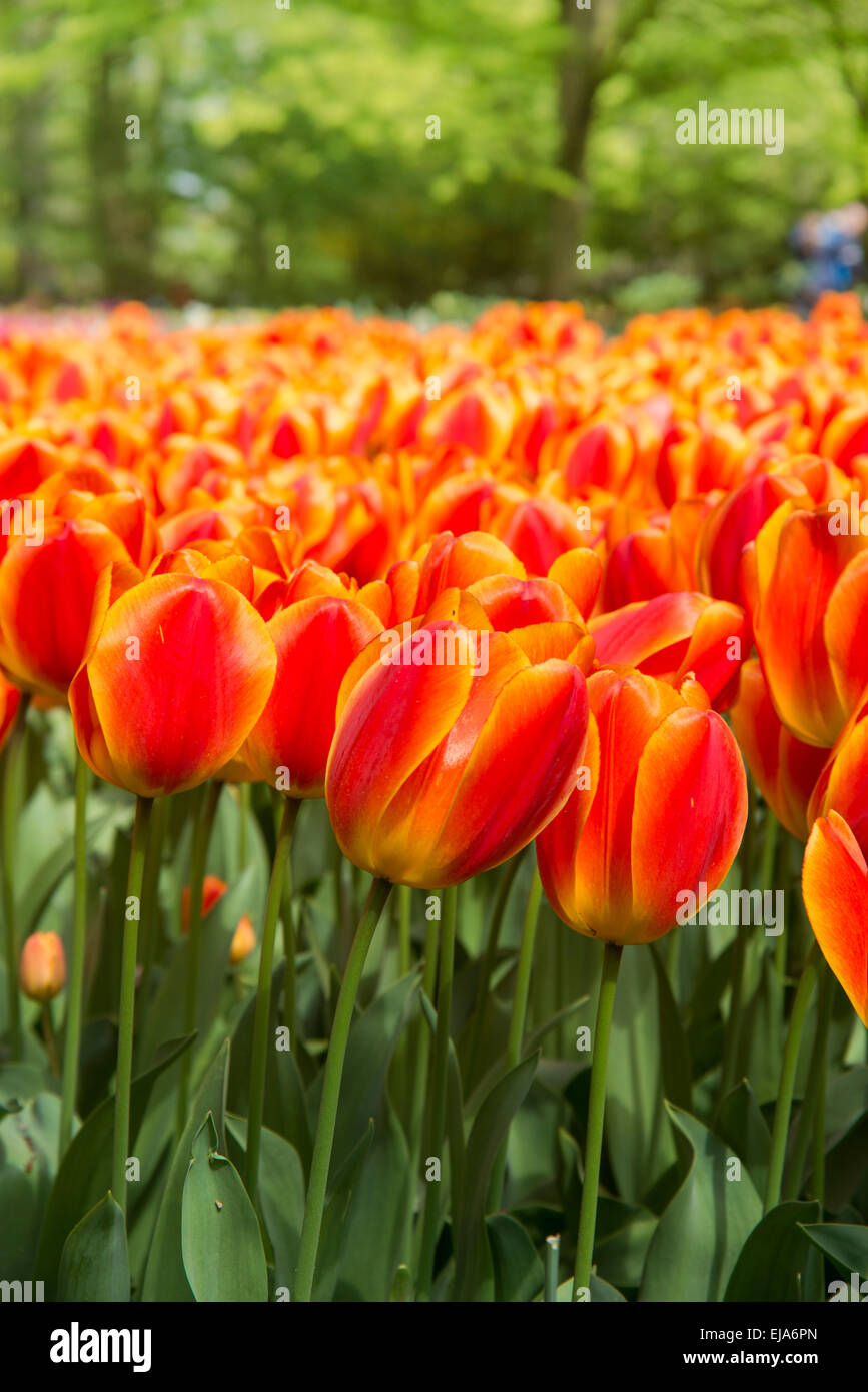 Bedding of colorful spring flowers, Colorful bedded spring flower arrangement with red orange tulips (Tulipa) Stock Photo