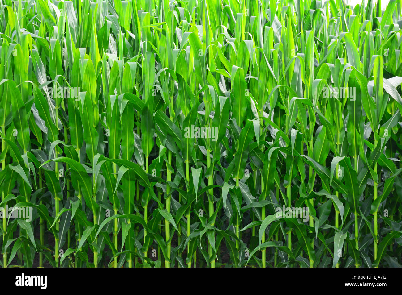 Developing corn hi-res stock photography and images - Alamy