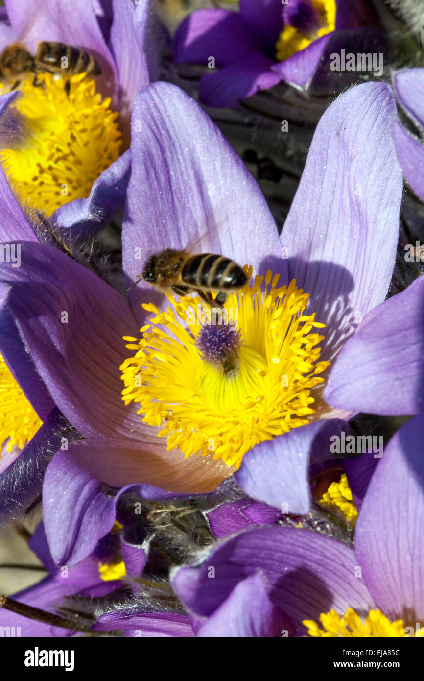 Pasque flower, Pulsatilla bee pollen flying over flowers March flower Stock Photo