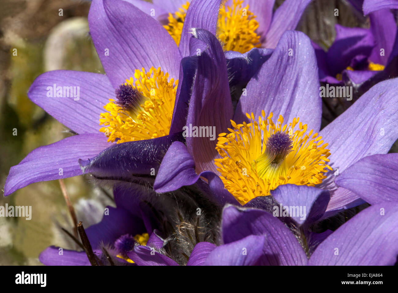 Pasque flower, Pulsatilla grandis vulgaris Stock Photo