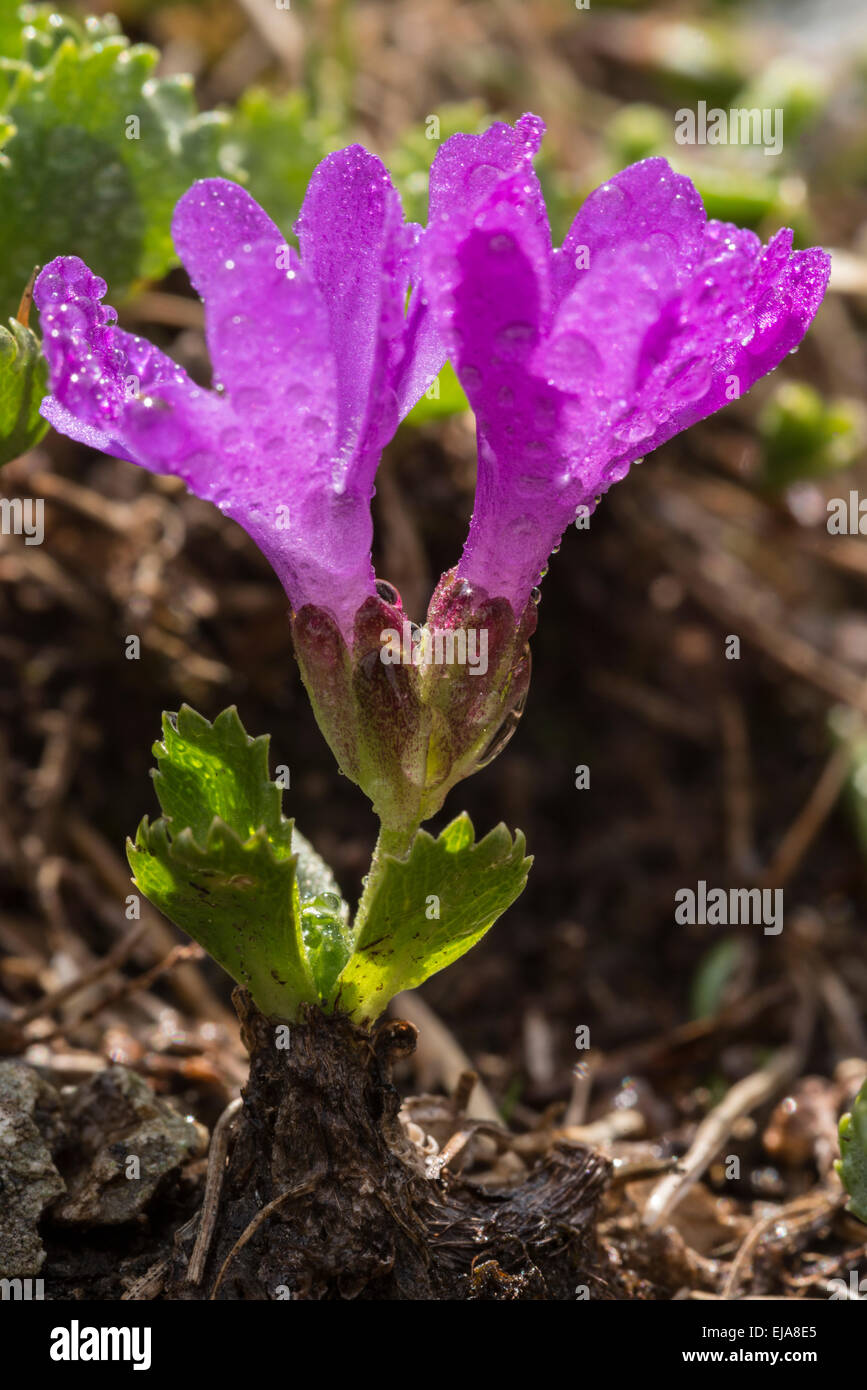 Alpine Flowers Sticky Primrose, Primula Glutinosa Stock Photo