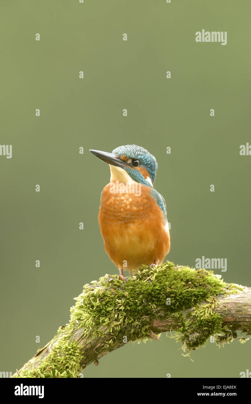 Common Kingfisher Stock Photo