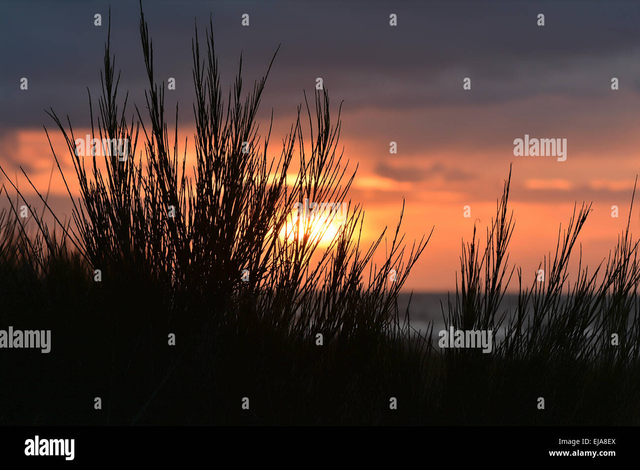 Sunset on the beach Stock Photo - Alamy