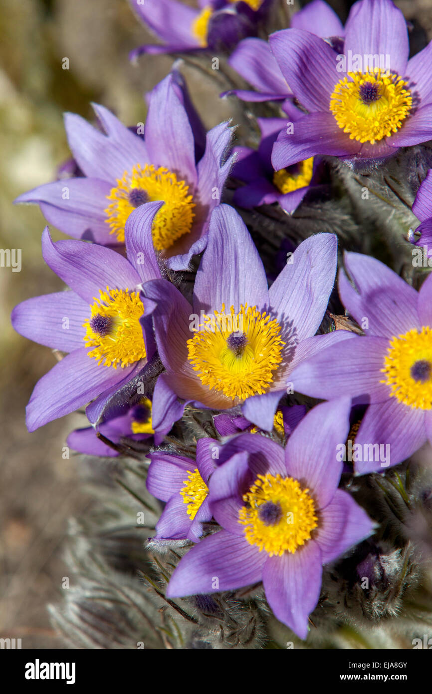 Pasque flower, Pulsatilla grandis vulgaris Stock Photo