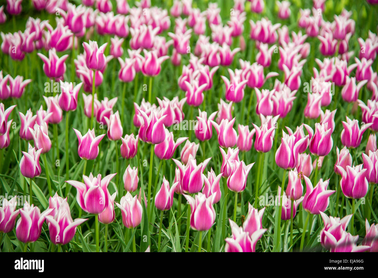 Bedding of colorful spring flowers, Colorful bedded spring flower arrangement with pink and white tulips (Tulipa) Stock Photo