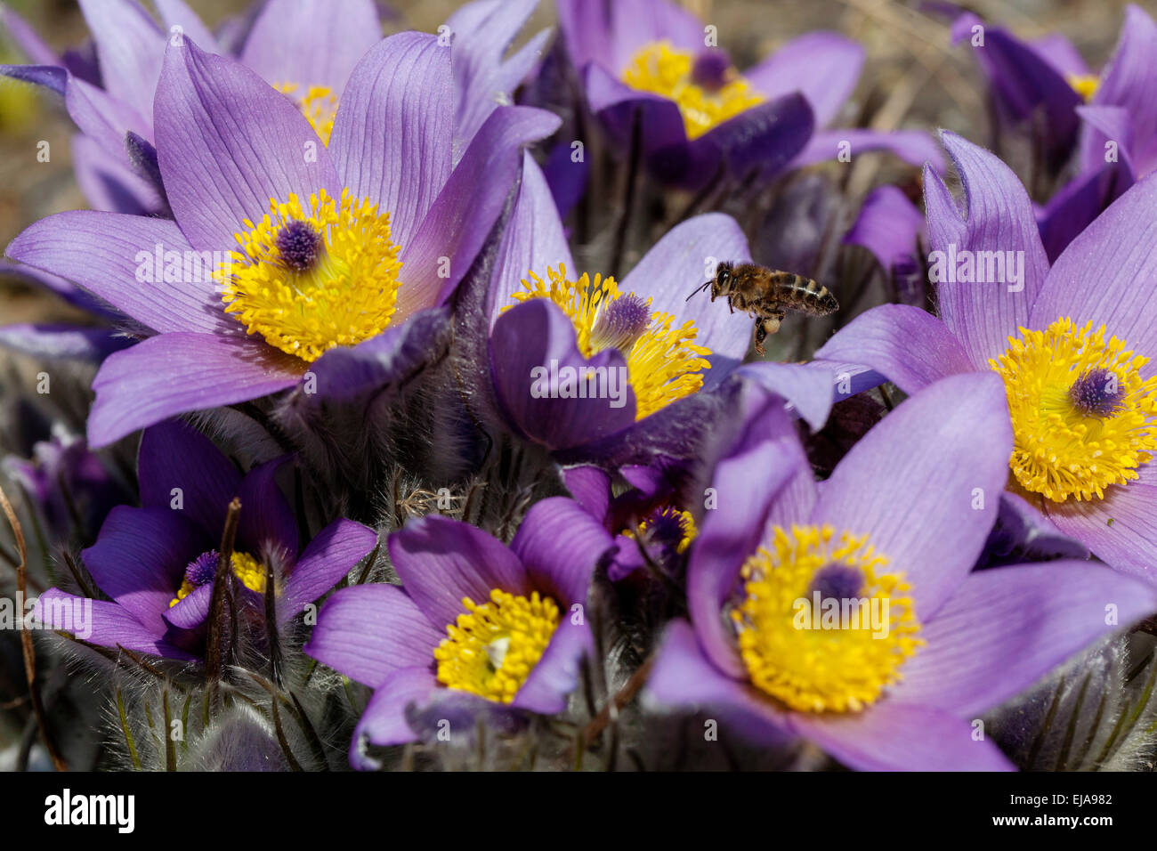 Pasque flower, Pulsatilla vulgaris bee flying Stock Photo Alamy