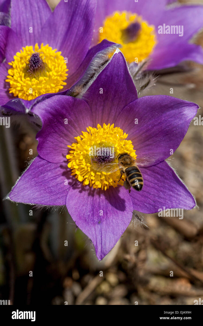 Pasque flower, Pulsatilla vulgaris bee flying pollen Stock Photo