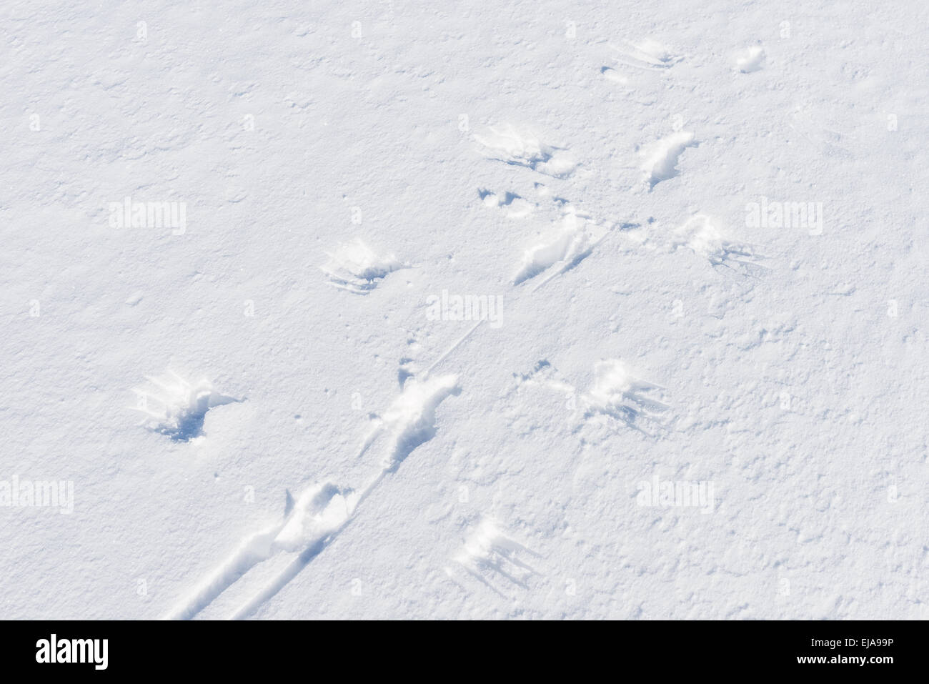 Rock Ptarmigan tracks in snow, Lapland, Sweden Stock Photo