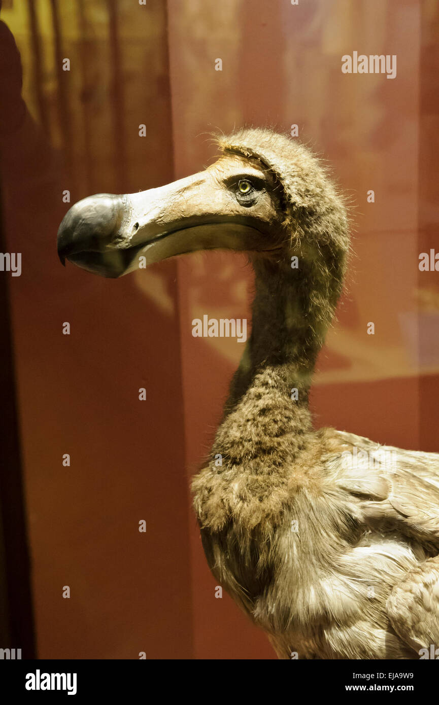 Natural history museum-Dodo-Extinct-Bird Poster