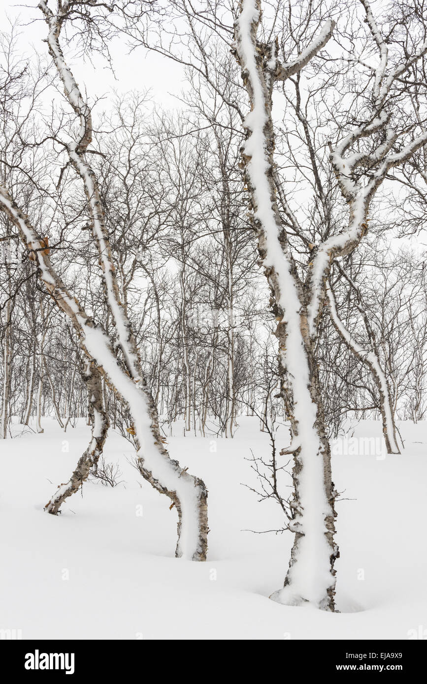 birch forest in snow, Lapland, Sweden Stock Photo