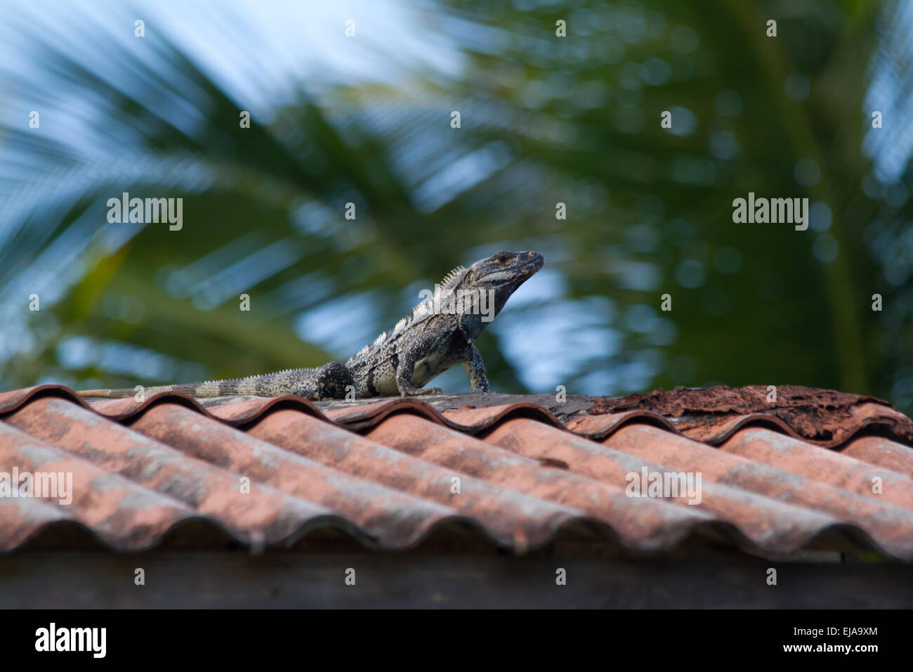 Black Spiny-tailed Iguana (Ctenosaura similis) sunning on a roof Stock Photo