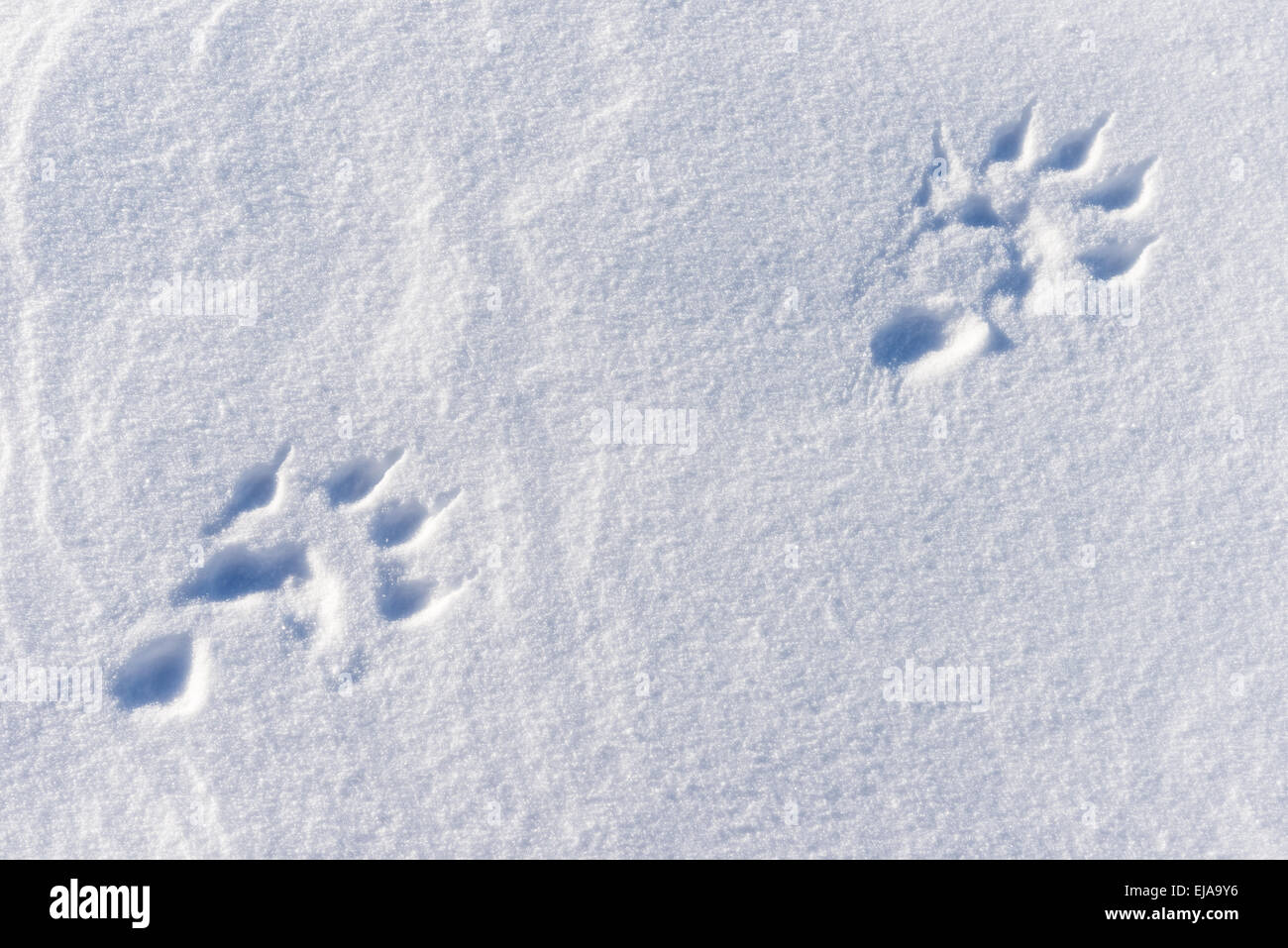 wolverine tracks in snow, Lapland, Sweden Stock Photo