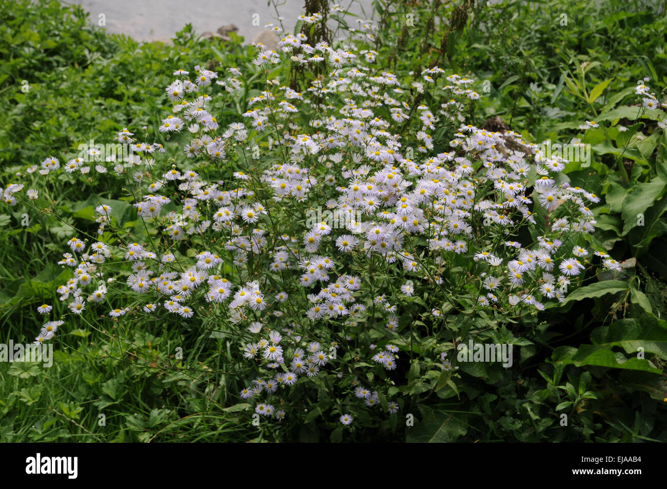Annual fleabane Stock Photo