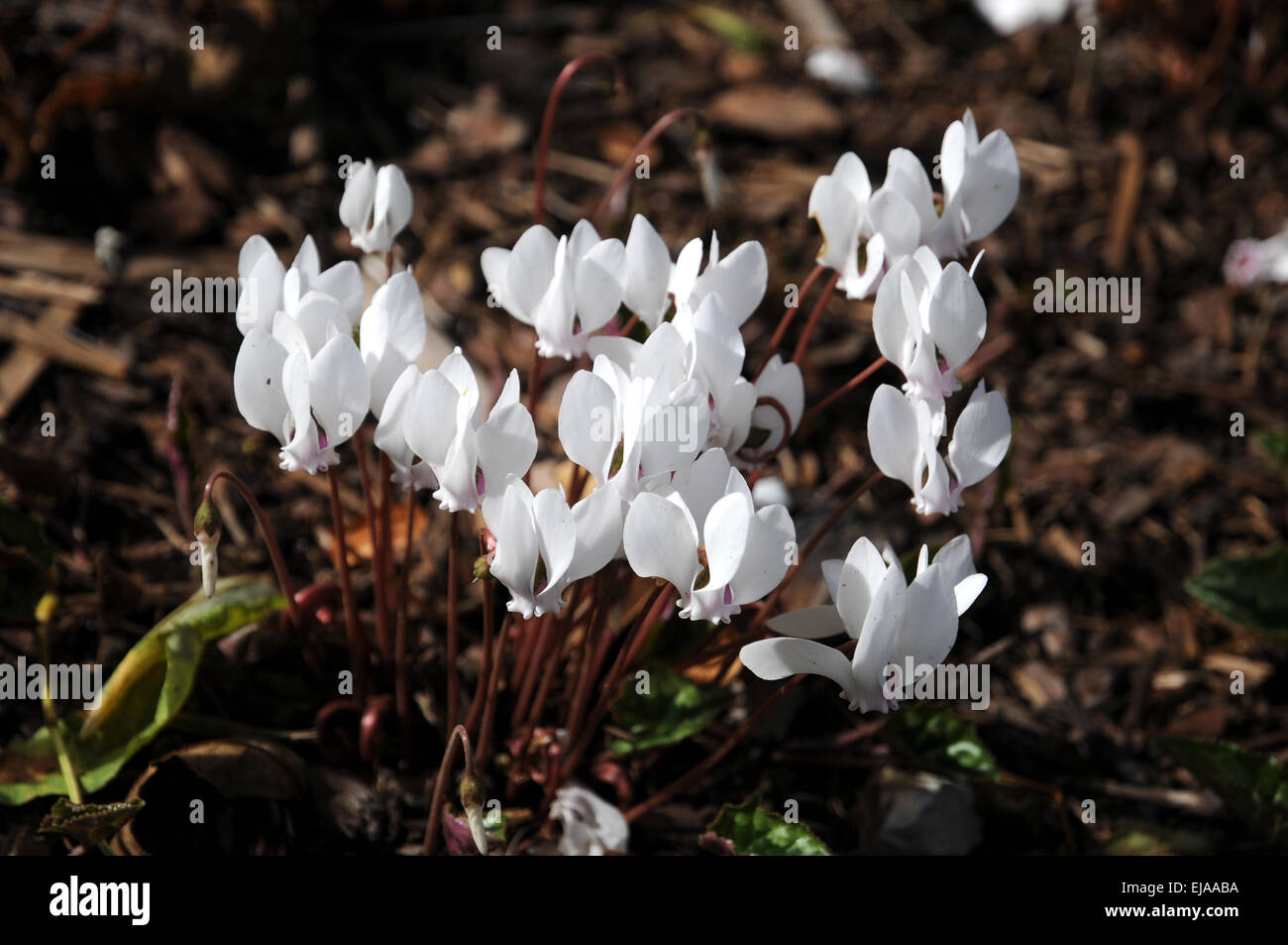 White ivy-leaved persian violet Stock Photo