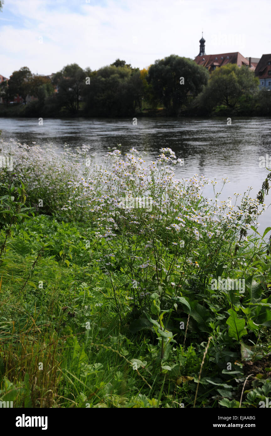 Annual fleabane Stock Photo