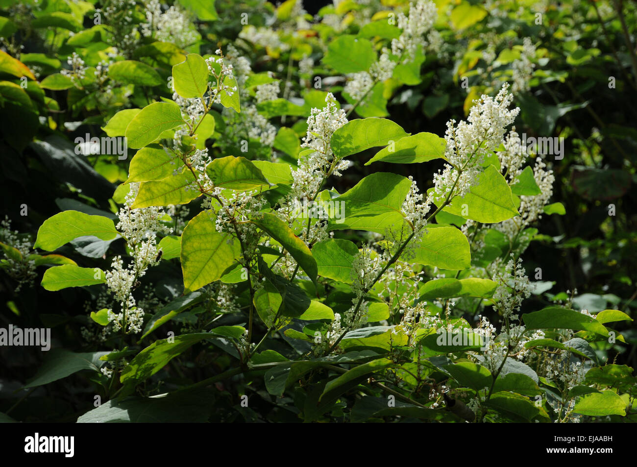 Japanese knotweed Stock Photo