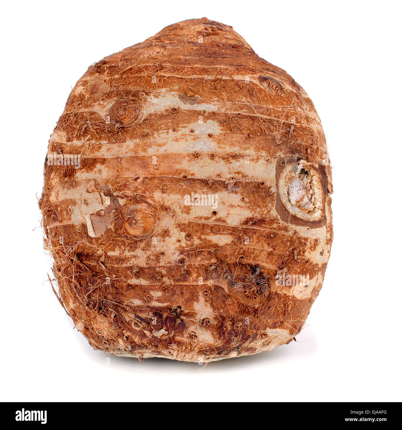a raw taro corm on a white background Stock Photo - Alamy