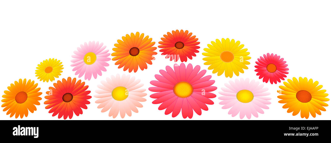 Arrangement of twelve orange, yellow and pink asters - illustration over white background. Stock Photo