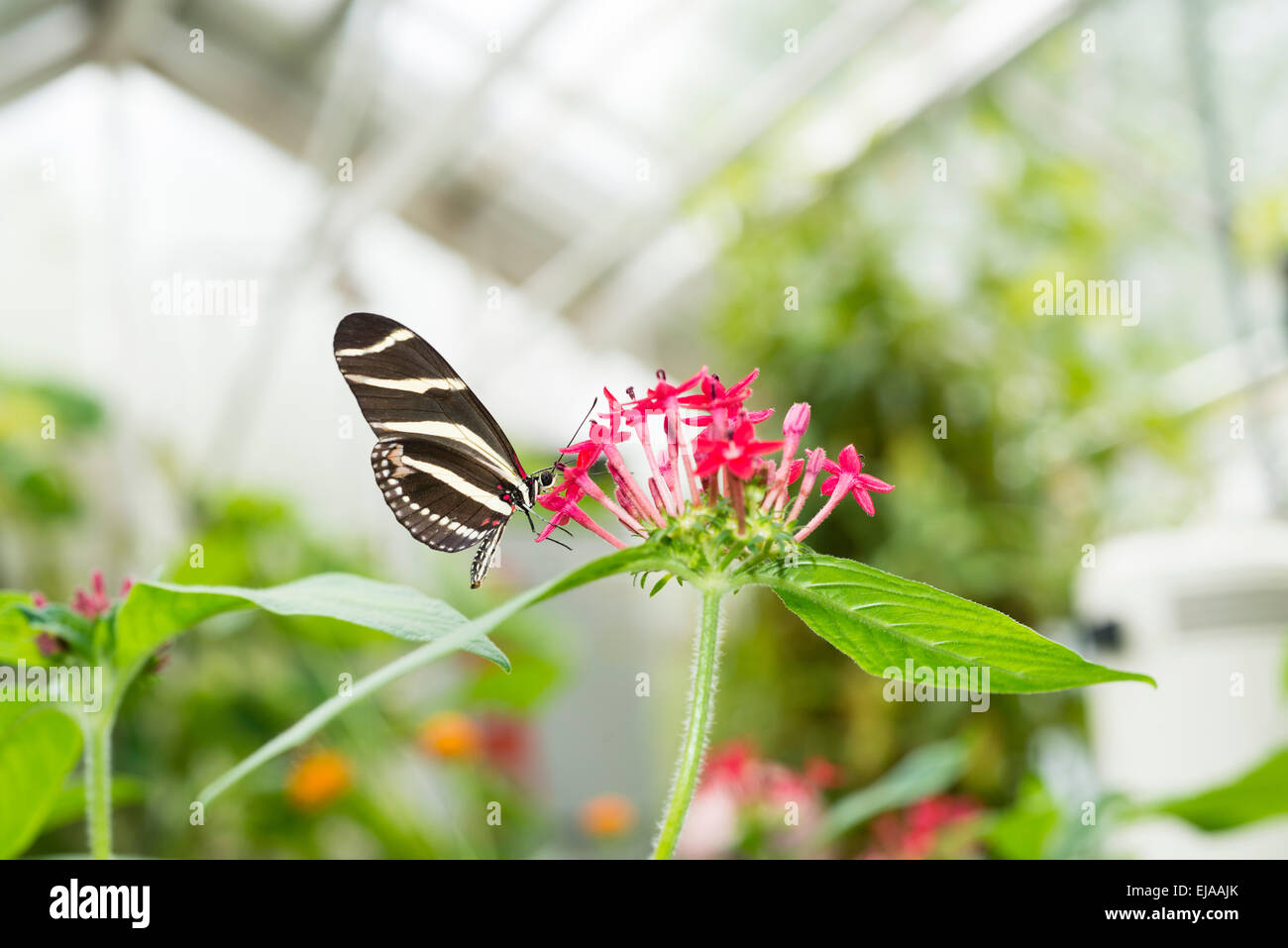 Zebra Longwing or Zebra Heliconian (Heliconius charithonia), on red flower Stock Photo