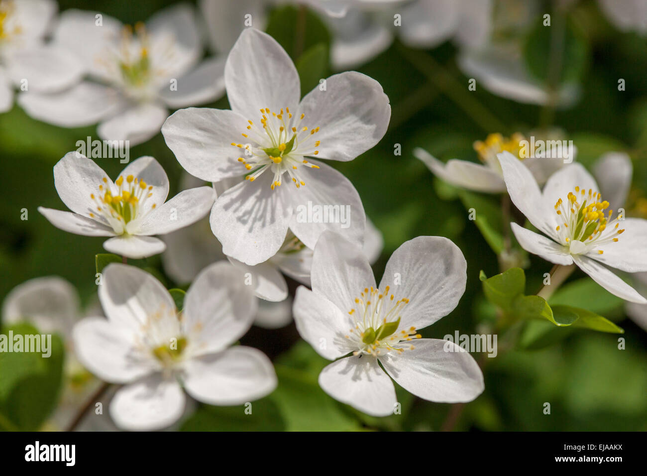 False rue anemone Isopyrum thalictroides flower Stock Photo