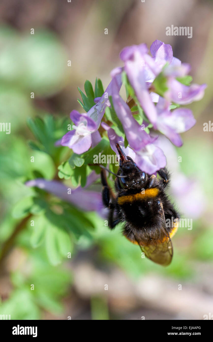 Fumewort Corydalis solida, bumblebee Stock Photo
