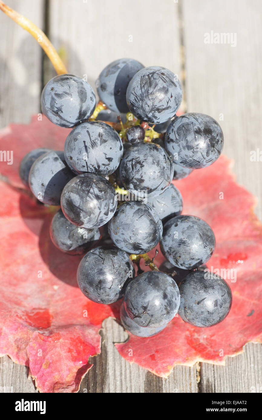 Grape vine Stock Photo