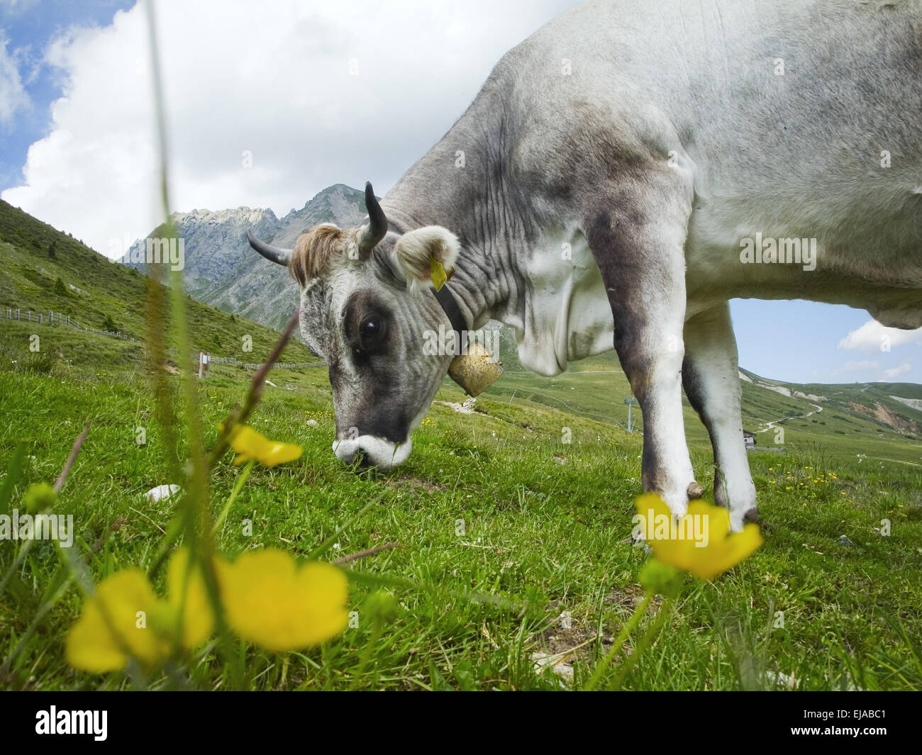 gray cow grazing in the mountains Stock Photo